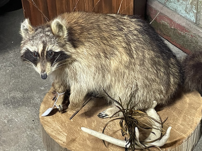 antique taxidermy